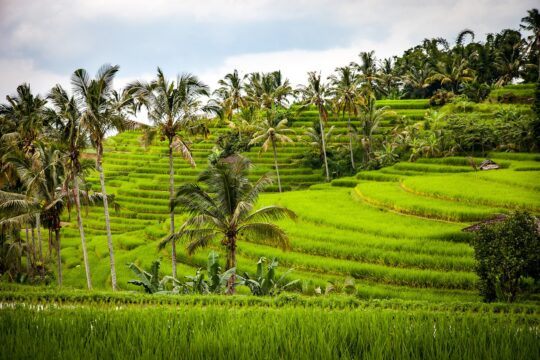 rice, rice terrace, terraces-1514141.jpg